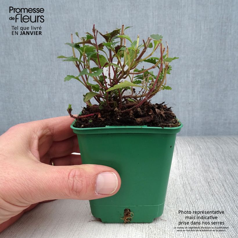 Spécimen de Teucrium chamaedrys (wild form) - Germandrée petit-chêne Godet de 8/9 cm tel que livré en hiver