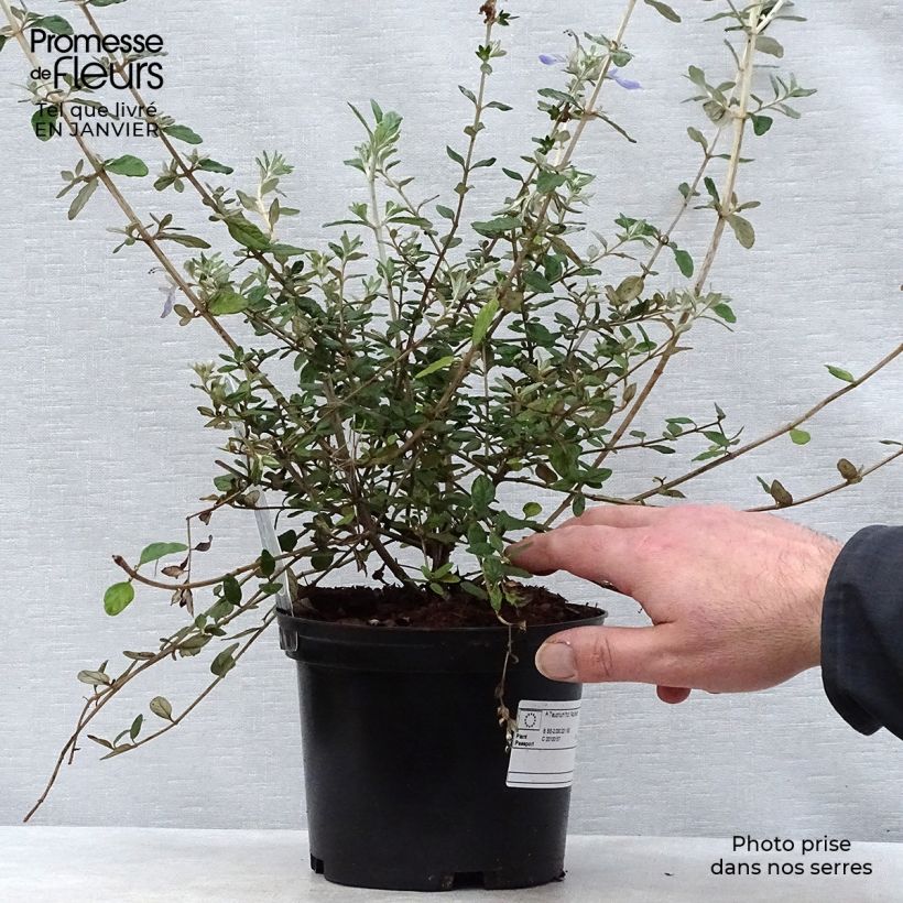 Spécimen de Teucrium fruticans Azureum  Pot de 2L/3L tel que livré en hiver