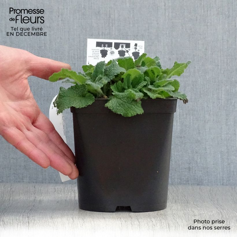 Spécimen de Teucrium hircaninum Paradise Delight - Germandrée d'Iran Pot de 2L/3L tel que livré en hiver