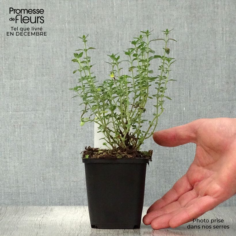 Spécimen de Teucrium lucidrys - Germandrée Godet de 8/9 cm tel que livré en hiver
