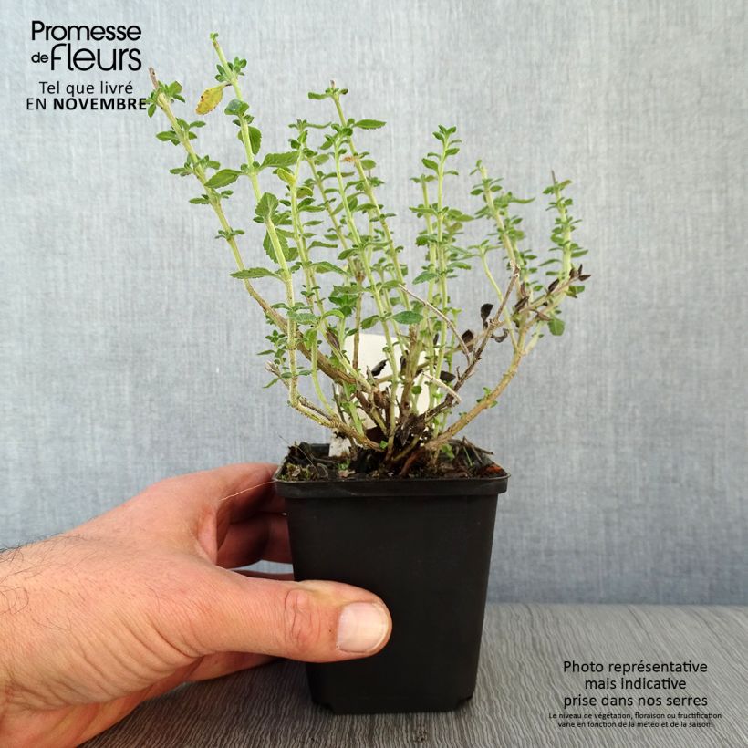 Spécimen de Teucrium lucidrys - Germandrée Godet de 8/9 cm tel que livré en automne