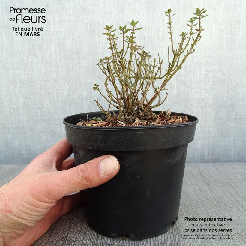 Spécimen de Teucrium lucidrys - Germandrée Pot de 2L/3L tel que livré en hiver