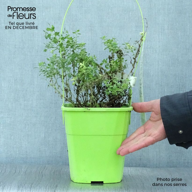 Spécimen de Teucrium lucidrys Lucky Gold  Pot de 4L/5L tel que livré en hiver