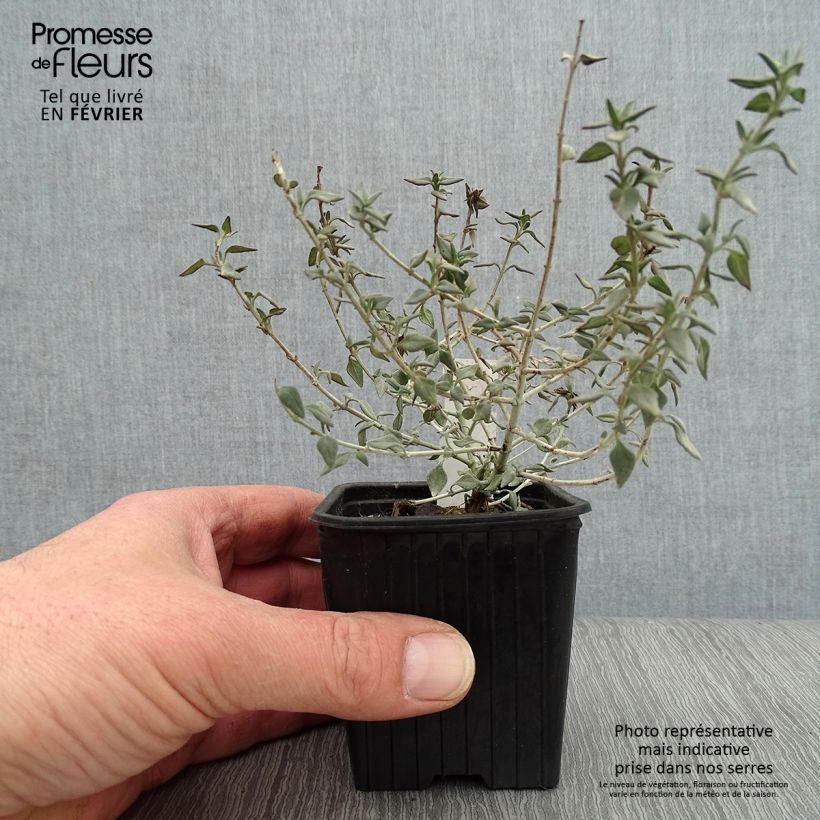 Spécimen de Teucrium marum - Germandrée maritime Godet de 8/9 cm tel que livré en hiver
