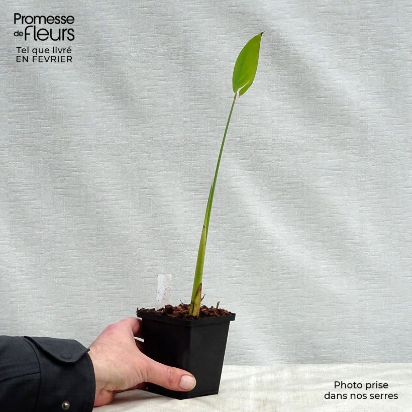 Spécimen de Thalia dealbata - Thalie blanche Godet de 8/9 cm tel que livré en hiver