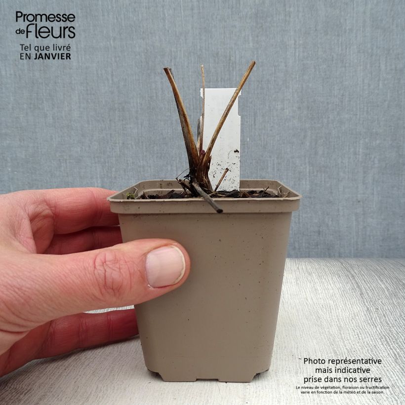 Spécimen de Thalictrum Anne - Pigamon Godet de 8/9 cm tel que livré en hiver
