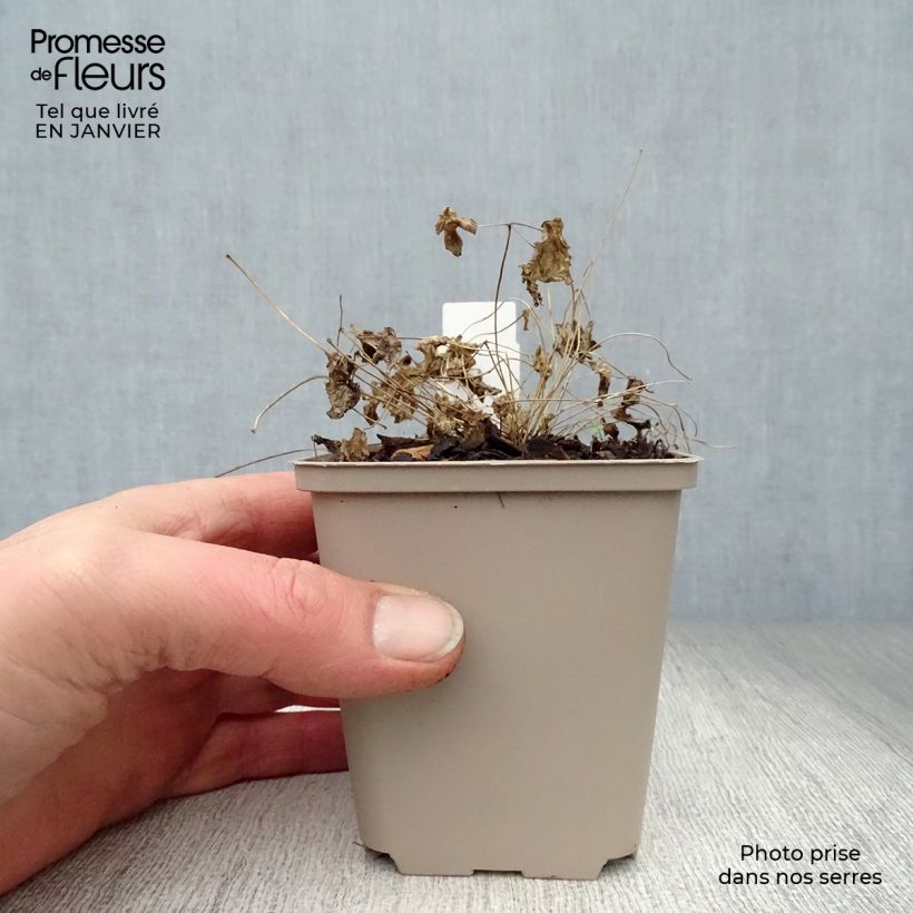 Spécimen de Thalictrum Black Stockings - Pigamon Godet de 8/9 cm tel que livré en hiver