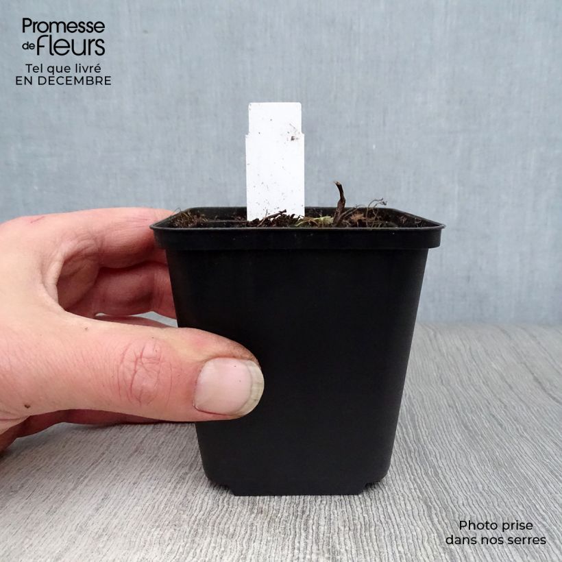 Spécimen de Thalictrum Elin - Pigamon Godet de 8/9 cm tel que livré en hiver