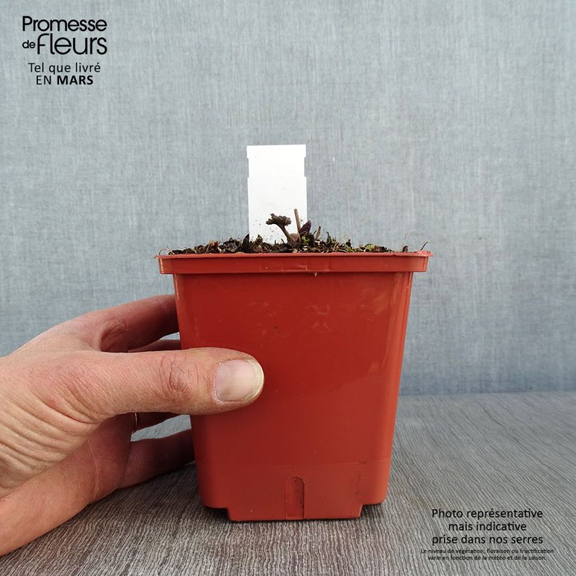 Spécimen de Thalictrum Elin - Pigamon Pot de 1L/1,5L tel que livré en hiver