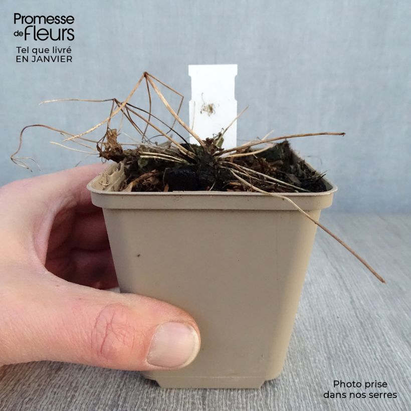 Spécimen de Thalictrum Little Pinkie  Godet de 8/9 cm tel que livré en hiver