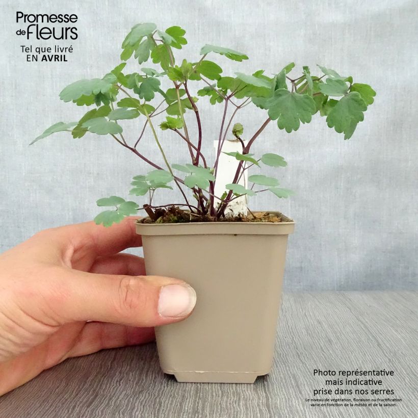 Spécimen de Thalictrum Little Pinkie  Godet de 8/9 cm tel que livré au printemps