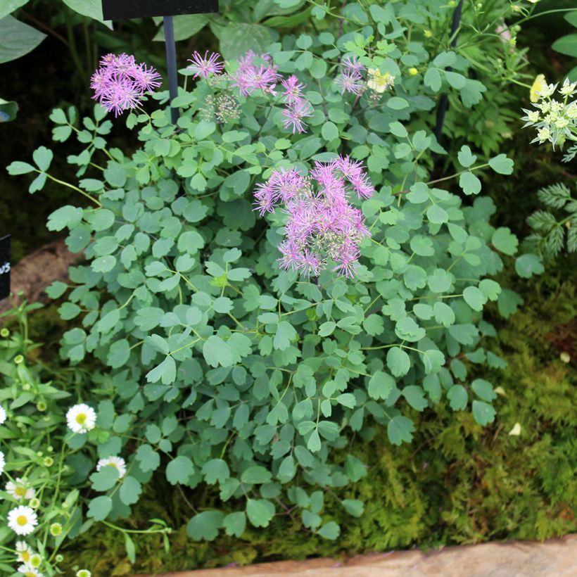 Thalictrum Little Pinkie (Port)