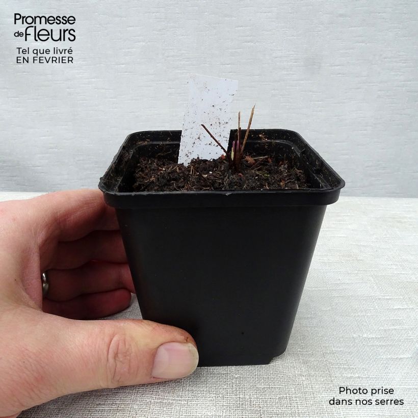 Spécimen de Thalictrum actaeifolium Perfume Star - Pigamon rose Godet de 8/9 cm tel que livré en hiver