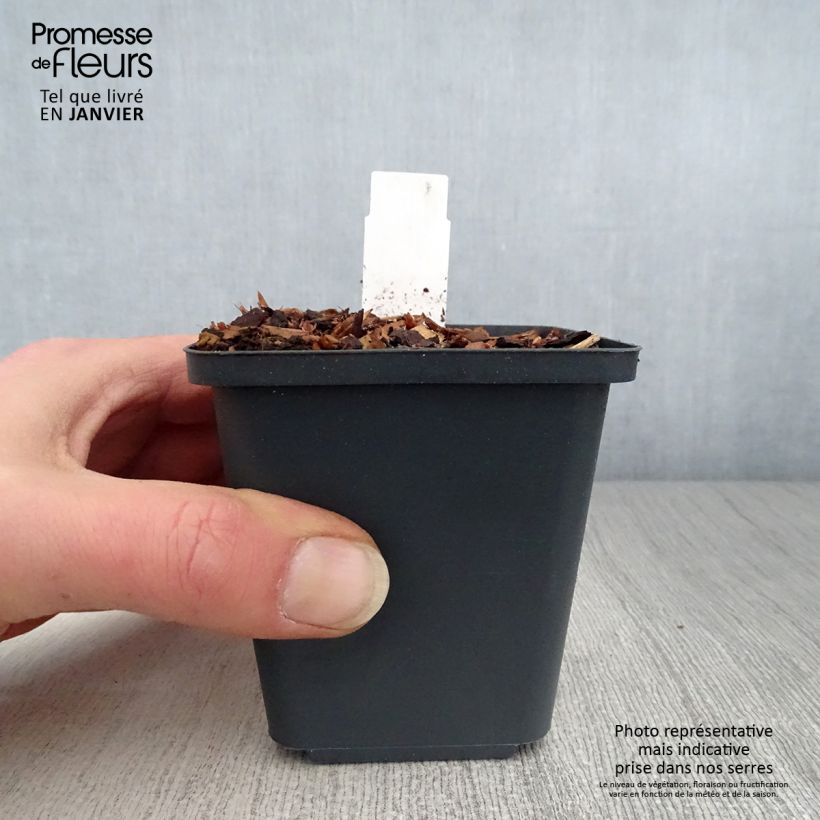 Spécimen de Thalictrum aquilegifolium Thundercloud - Pigamon à feuille d'ancolie Godet de 8/9 cm tel que livré en hiver
