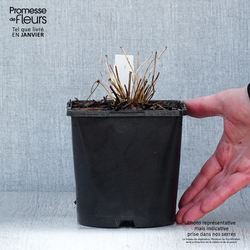 Spécimen de Thalictrum aquilegifolium Thundercloud - Pigamon à feuille d'ancolie Pot de 2L/3L tel que livré en hiver