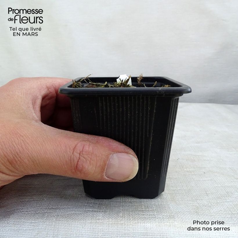 Spécimen de Thalictrum delavayi Album Godet de 8/9 cm tel que livré au printemps