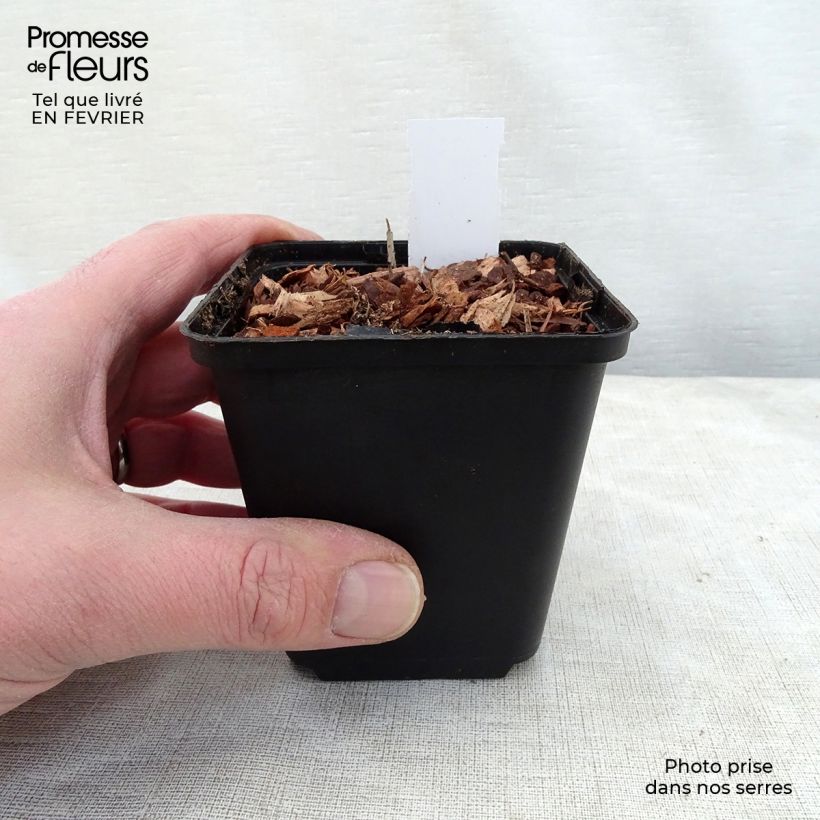 Spécimen de Thalictrum delavayi Hinckley Godet de 8/9 cm tel que livré en hiver