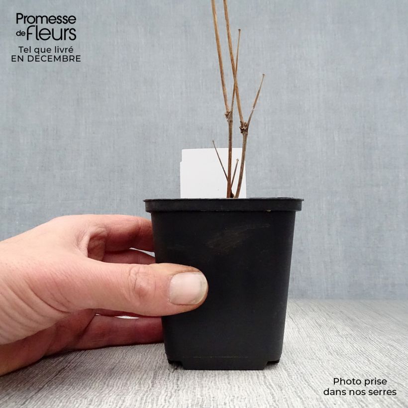 Spécimen de Thalictrum delavayi Splendide Album  Godet de 8/9 cm tel que livré en hiver