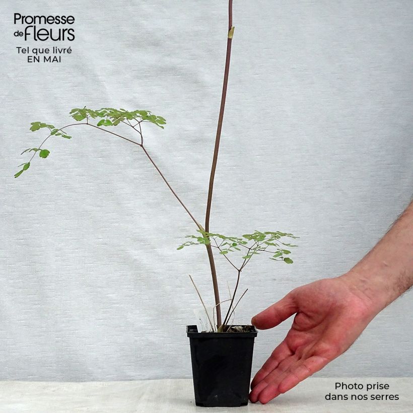 Spécimen de Thalictrum delavayi Splendide - Pigamon Godet de 8/9 cm tel que livré au printemps