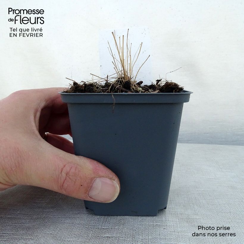 Spécimen de Thalictrum delavayi - Pigamon Godet de 8/9 cm tel que livré en hiver