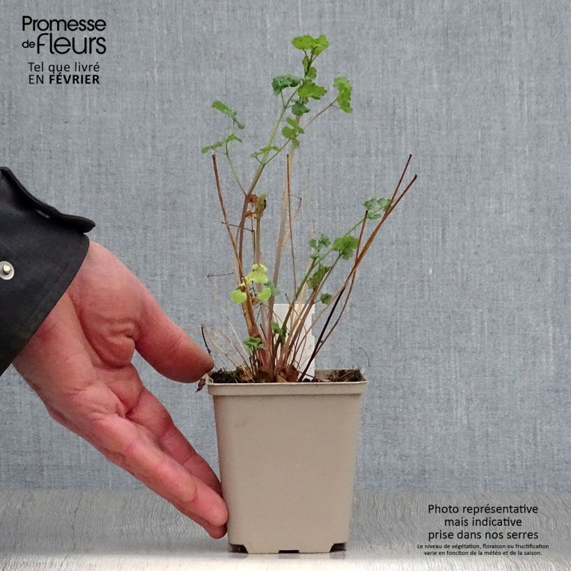 Spécimen de Thalictrum flavum glaucum - Pigamon Godet de 8/9 cm tel que livré en hiver