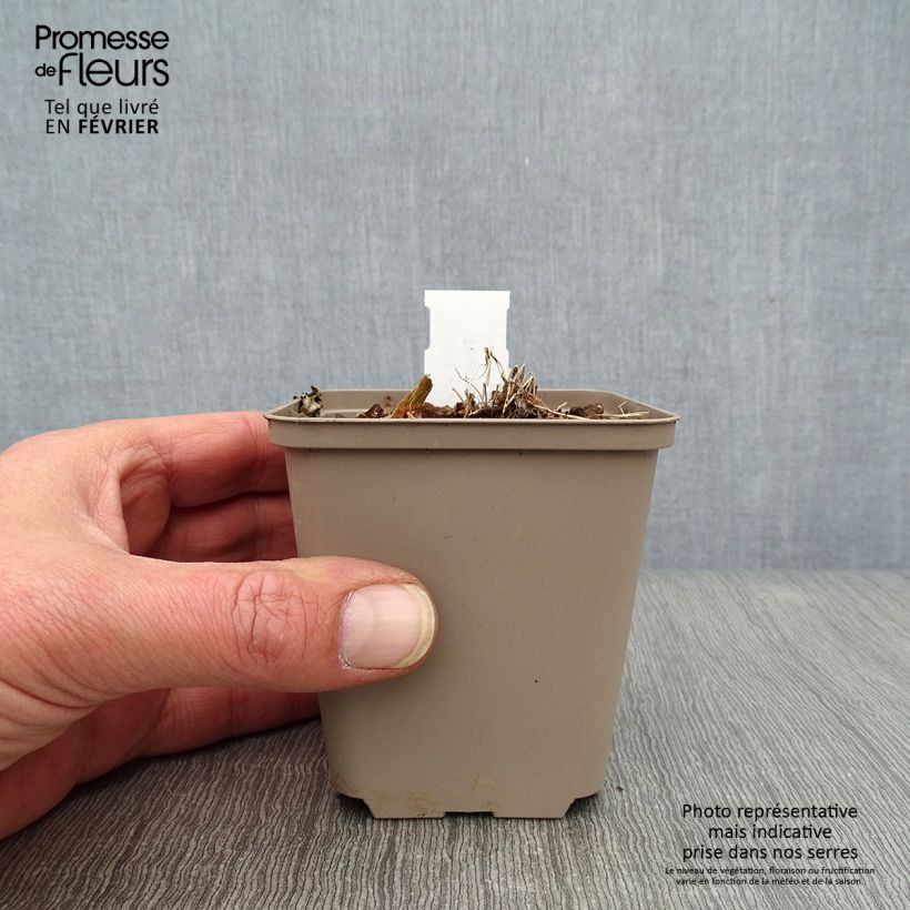 Spécimen de Thalictrum kiusianum - Pigamon nain Godet de 8/9 cm tel que livré en hiver