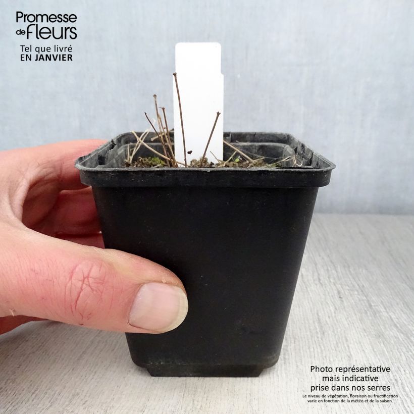 Spécimen de Thalictrum minus Adiantifolium - Petit Pigamon Godet de 8/9 cm tel que livré en hiver