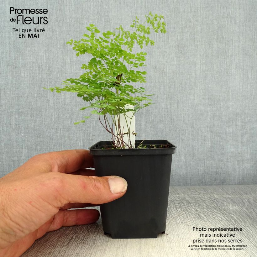 Spécimen de Thalictrum minus Adiantifolium - Petit Pigamon Godet de 8/9 cm tel que livré au printemps