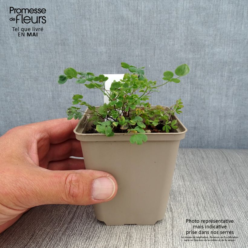 Spécimen de Thalictrum petaloideum - Pigamon Godet de 8/9 cm tel que livré au printemps