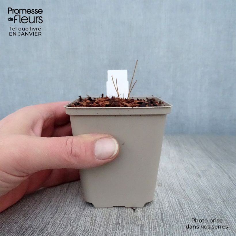 Spécimen de Thalictrum rochebrunianum - Pigamon Godet de 8/9 cm tel que livré en hiver
