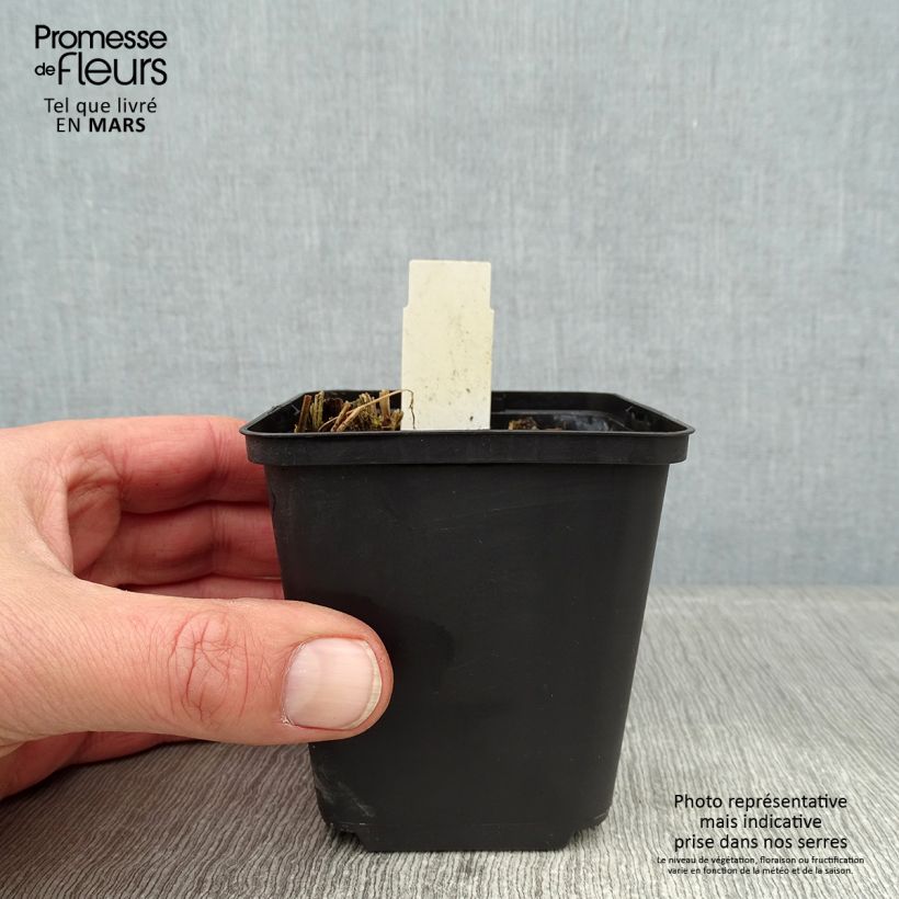 Spécimen de Thalictrum sphaerostachyum - Pigamon à tête ronde Godet de 8/9 cm tel que livré en hiver