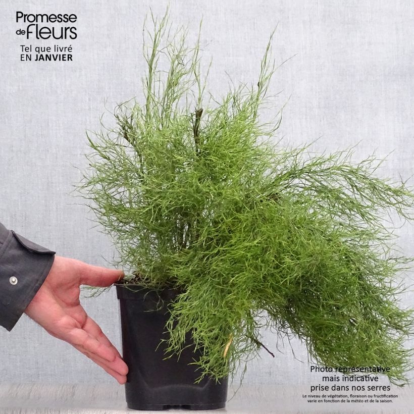 Spécimen de Thamnochortus cinereus - Restio Pot de 3L/4L tel que livré en hiver