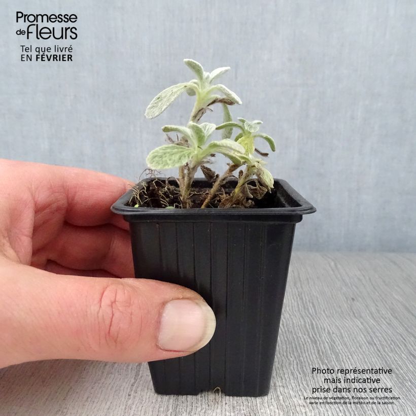 Spécimen de Thé grec des montagnes BIO - Sideritis syriaca - Thé de Crète Godet de 7/8 cm tel que livré en hiver