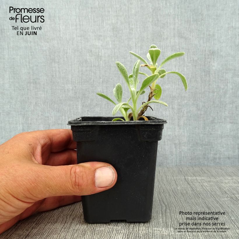 Spécimen de Thé grec des montagnes BIO - Sideritis syriaca - Thé de Crète Godet de 7/8 cm tel que livré en été
