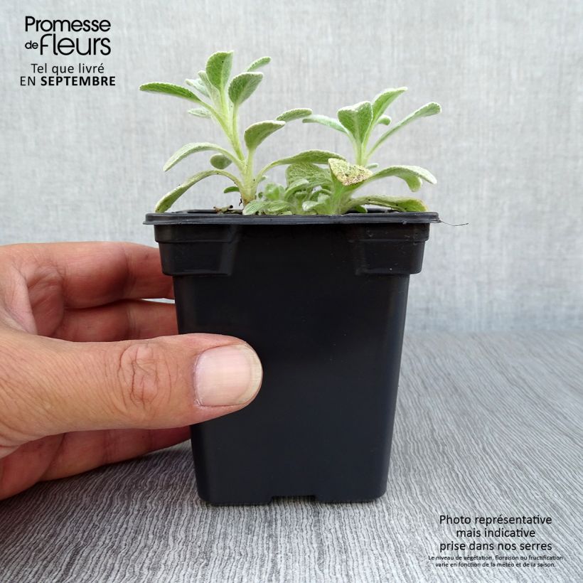 Spécimen de Thé grec des montagnes BIO - Sideritis syriaca - Thé de Crète Godet de 7/8 cm tel que livré en automne