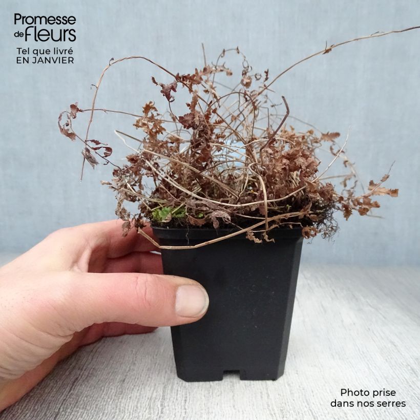 Spécimen de Thelypteris palustris - Fougère des marais Godet de 8/9 cm tel que livré en hiver