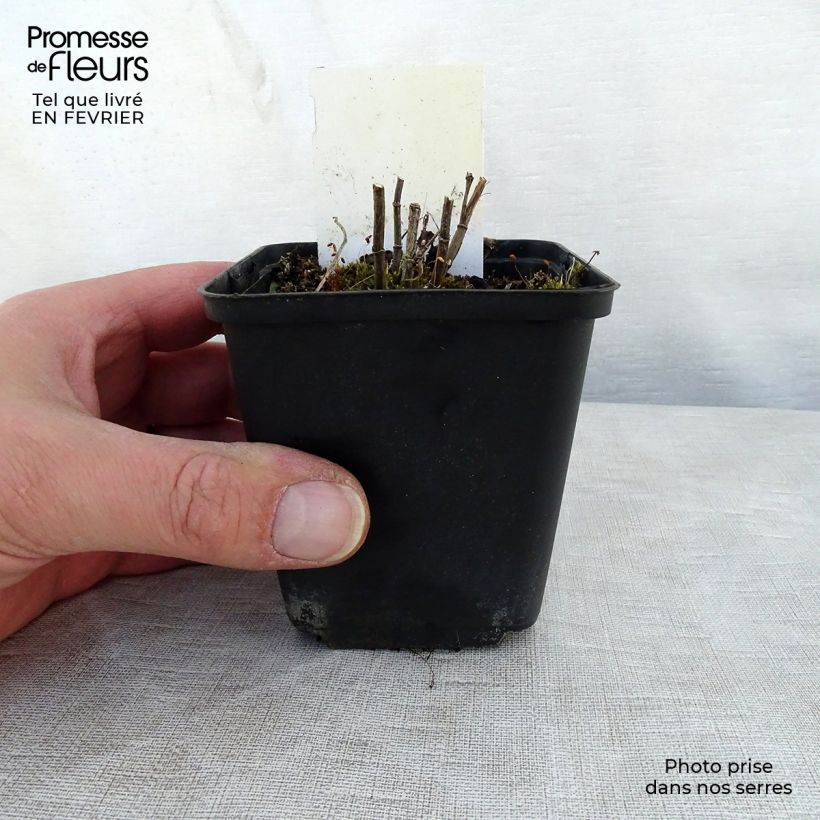 Spécimen de Thermopsis chinensis Godet de 8/9 cm tel que livré en hiver