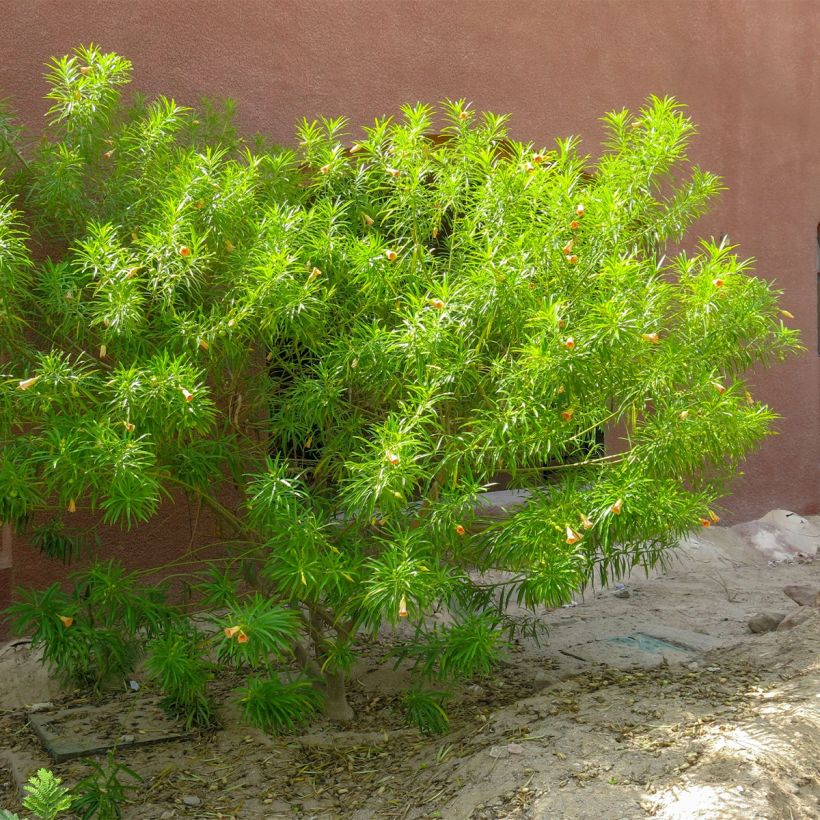 Thevetia peruviana - Thévétia du Pérou ou Laurier jaune (Port)