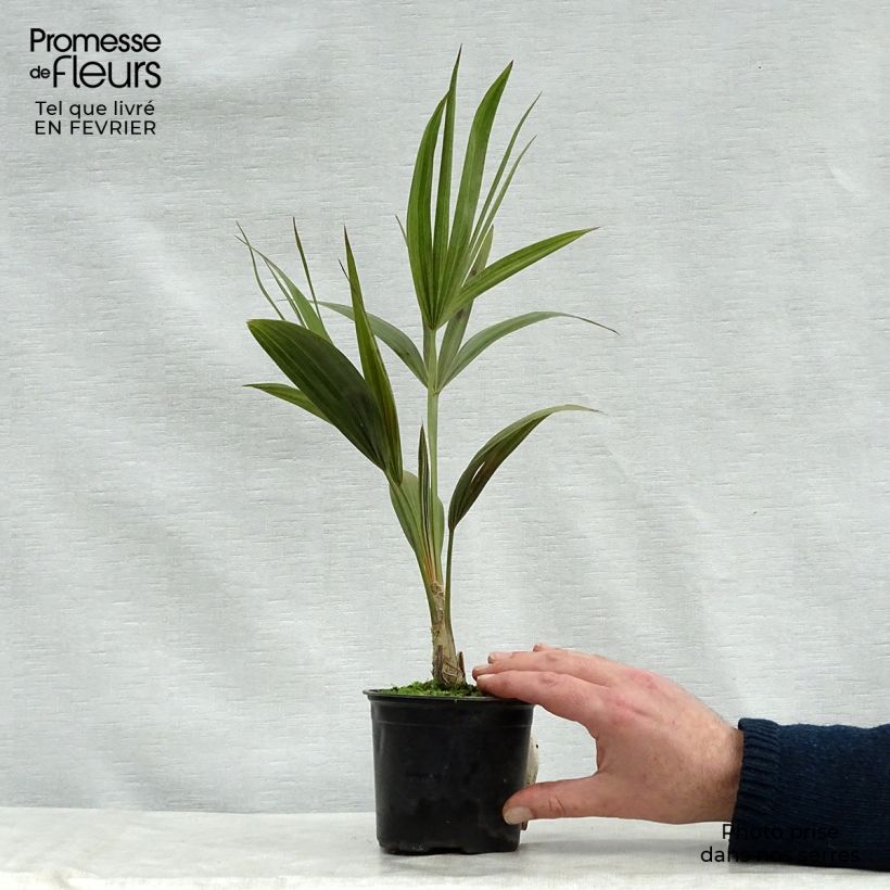 Spécimen de Thrinax radiata - Palmier balai de Floride Pot de 12 cm / 13 cm tel que livré en hiver