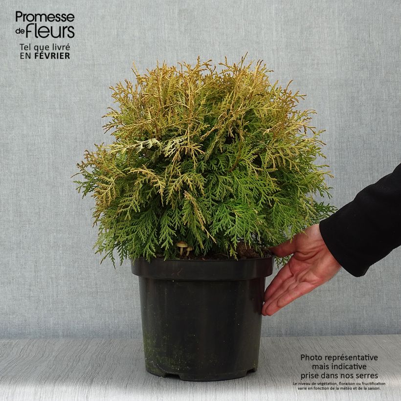 Spécimen de Thuja occidentalis Danica Aurea - Thuya du Canada Pot de 7,5L/10L tel que livré en hiver