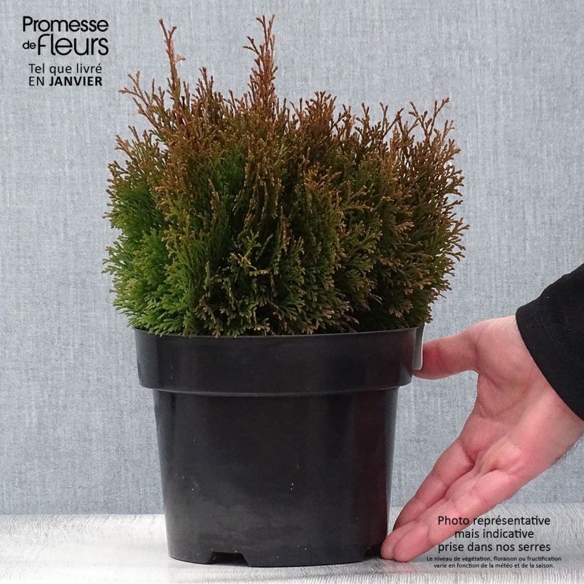 Spécimen de Thuja occidentalis Miky - Thuya du Canada Pot de 2L/3L tel que livré en hiver