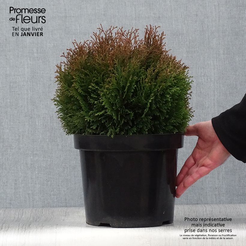 Spécimen de Thuja occidentalis Miky - Thuya du Canada Pot de 7,5L/10L tel que livré en hiver