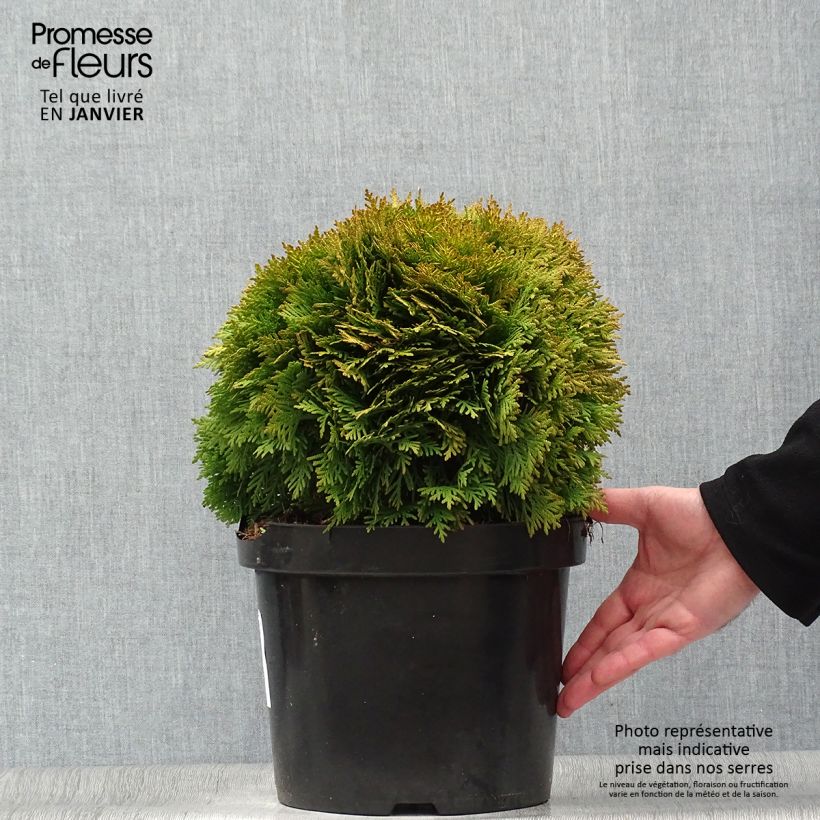 Spécimen de Thuja occidentalis Mirjam - Thuya du Canada Pot de 7,5L/10L tel que livré en hiver