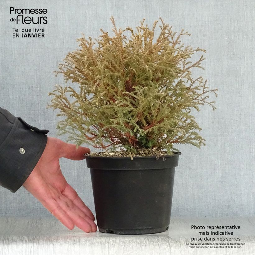 Spécimen de Thuya du Canada - Thuja occidentalis Mr Bowling Ball Pot de 2L/3L tel que livré en hiver