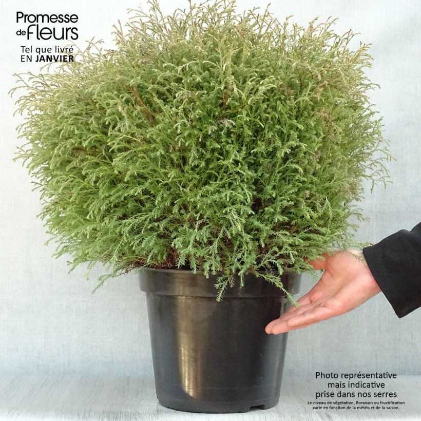 Spécimen de Thuya du Canada - Thuja occidentalis Mr Bowling Ball Pot de 7,5L/10L tel que livré en hiver