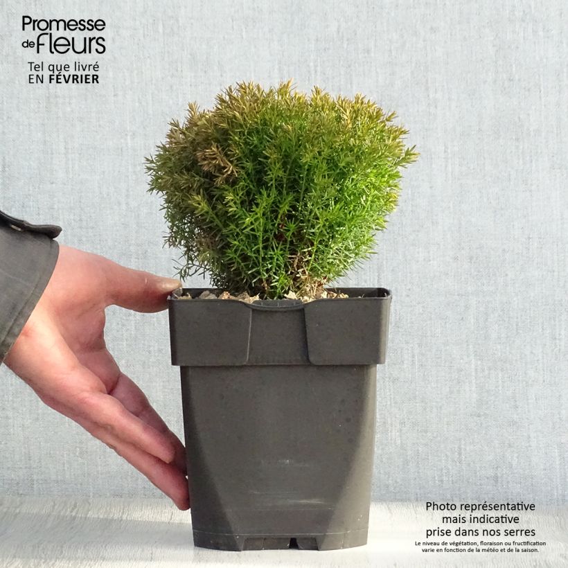 Spécimen de Thuja occidentalis Teddy - Thuya du Canada                        Pot de 2L/3L tel que livré en hiver