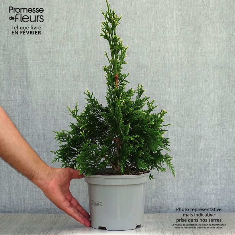 Spécimen de Thuja plicata Can-Can - Thuya compact Pot de 2L/3L tel que livré en automne