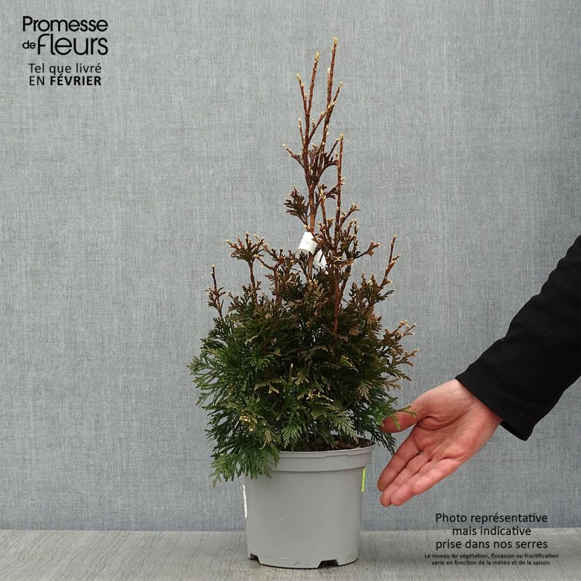 Spécimen de Thuja plicata Can-Can - Thuya compact Pot de 2L/3L tel que livré en hiver