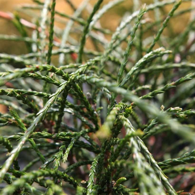 Thuya géant - Thuja plicata Whipcord (Feuillage)
