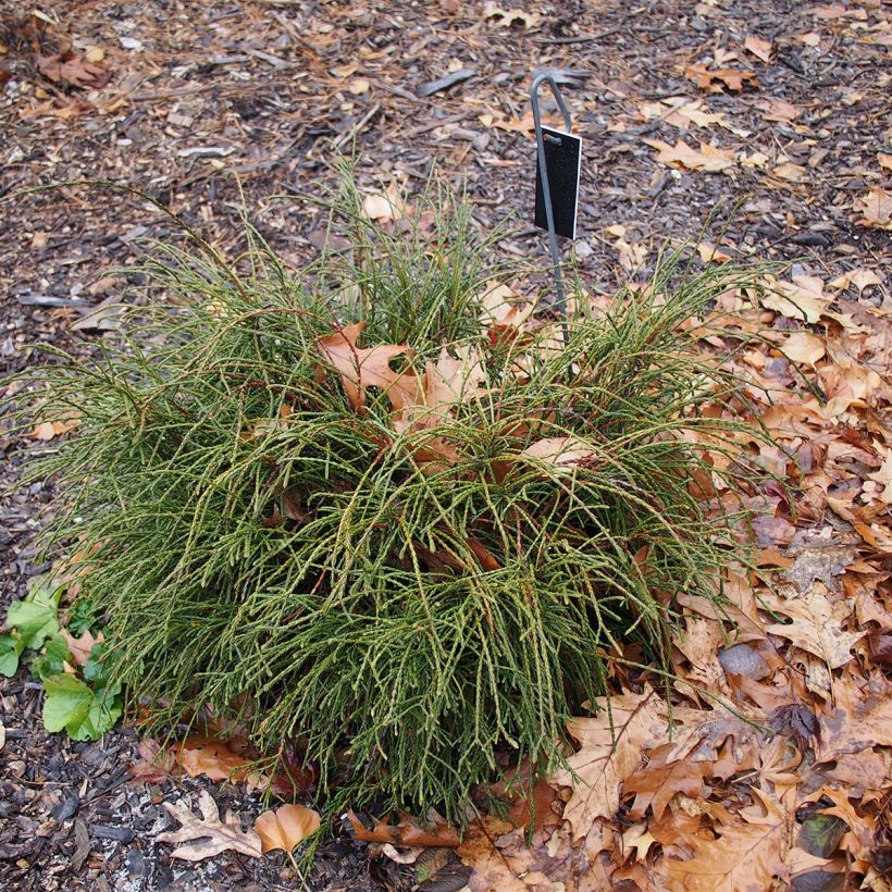 Thuya géant - Thuja plicata Whipcord (Port)